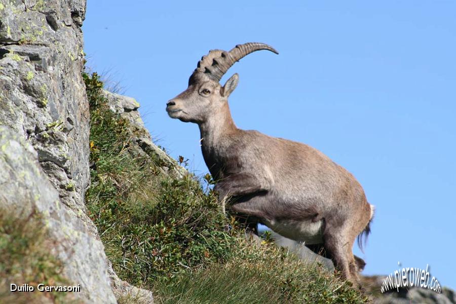 08 Stambecco al Passo di Salmurano.jpg